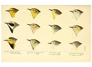 Seller image for Reproduccin/Reproduction 6286761232: A history of North American birds Boston :Little, Brown,1905 for sale by EL BOLETIN