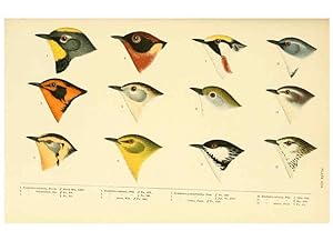 Seller image for Reproduccin/Reproduction 6286242533: A history of North American birds Boston :Little, Brown,1905 for sale by EL BOLETIN