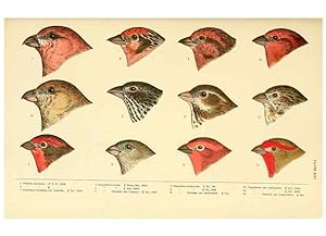 Seller image for Reproduccin/Reproduction 6286244153: A history of North American birds Boston :Little, Brown,1905 for sale by EL BOLETIN