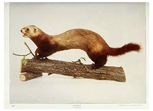 Seller image for Reproduccin/Reproduction 6276428905: Nature neighbors. v.5. Chicago,American Audobon association[c1914] for sale by EL BOLETIN