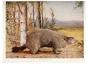 Seller image for Reproduccin/Reproduction 6276947244: Nature neighbors. v.5. Chicago,American Audobon association[c1914] for sale by EL BOLETIN