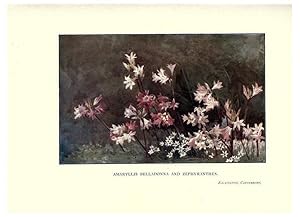 Seller image for Reproduccin/Reproduction 6285796151: Garden colour London,E. P. Dutton & company,1905 for sale by EL BOLETIN