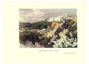 Seller image for Reproduccin/Reproduction 6286311820: Garden colour London,E. P. Dutton & company,1905 for sale by EL BOLETIN