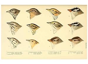 Seller image for Reproduccin/Reproduction 6286764114: A history of North American birds Boston :Little, Brown,1905 for sale by EL BOLETIN