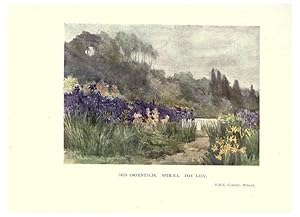 Seller image for Reproduccin/Reproduction 6285790533: Garden colour London,E. P. Dutton & company,1905 for sale by EL BOLETIN