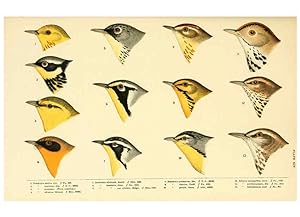 Seller image for Reproduccin/Reproduction 6286761996: A history of North American birds Boston :Little, Brown,1905 for sale by EL BOLETIN