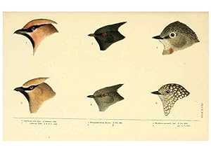 Seller image for Reproduccin/Reproduction 6286762838: A history of North American birds Boston :Little, Brown,1905 for sale by EL BOLETIN