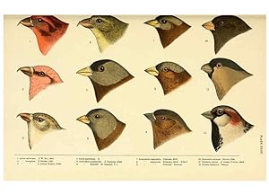 Seller image for Reproduccin/Reproduction 6286763774: A history of North American birds Boston :Little, Brown,1905 for sale by EL BOLETIN