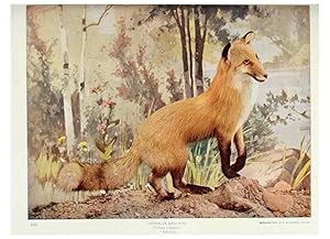 Seller image for Reproduccin/Reproduction 6276435371: Nature neighbors. v.5. Chicago,American Audobon association[c1914] for sale by EL BOLETIN