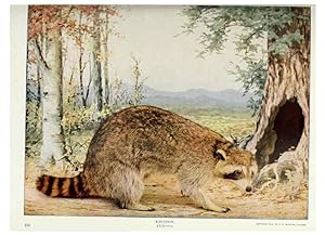 Seller image for Reproduccin/Reproduction 6276949074: Nature neighbors. v.5. Chicago,American Audobon association[c1914] for sale by EL BOLETIN