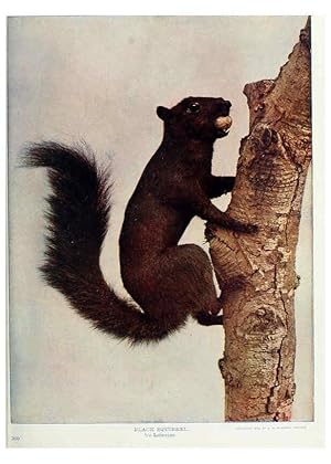 Seller image for Reproduccin/Reproduction 6276424401: Nature neighbors. v.5. Chicago,American Audobon association[c1914] for sale by EL BOLETIN