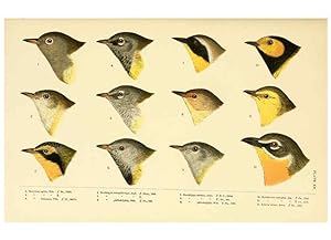Seller image for Reproduccin/Reproduction 6286762172: A history of North American birds Boston :Little, Brown,1905 for sale by EL BOLETIN