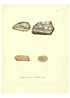 Seller image for Reproduccin/Reproduction 6284115082: Icones pictae specierum rariorum fungorum in synopsi methodica descriptarum Paris,Amand Koenig,1803-1808 for sale by EL BOLETIN