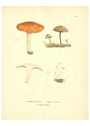 Seller image for Reproduccin/Reproduction 6284116140: Icones pictae specierum rariorum fungorum in synopsi methodica descriptarum Paris,Amand Koenig,1803-1808 for sale by EL BOLETIN