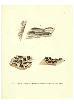 Seller image for Reproduccin/Reproduction 6284113040: Icones pictae specierum rariorum fungorum in synopsi methodica descriptarum Paris,Amand Koenig,1803-1808 for sale by EL BOLETIN