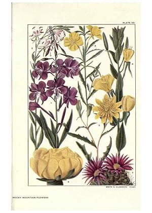 Seller image for Reproduccin/Reproduction 6279689597: Rocky mountain flowers New York city,the H.W. Wilson company,1914 for sale by EL BOLETIN