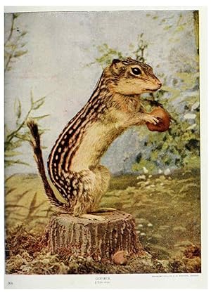 Seller image for Reproduccin/Reproduction 6276944678: Nature neighbors. v.5. Chicago,American Audobon association[c1914] for sale by EL BOLETIN