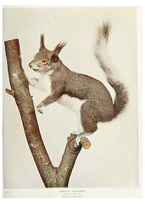 Seller image for Reproduccin/Reproduction 6276424785: Nature neighbors. v.5. Chicago,American Audobon association[c1914] for sale by EL BOLETIN