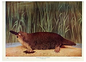 Seller image for Reproduccin/Reproduction 6276960076: Nature neighbors. v.5. Chicago,American Audobon association[c1914] for sale by EL BOLETIN