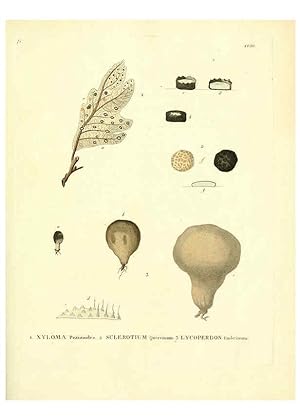Seller image for Reproduccin/Reproduction 6283597367: Icones pictae specierum rariorum fungorum in synopsi methodica descriptarum Paris,Amand Koenig,1803-1808 for sale by EL BOLETIN