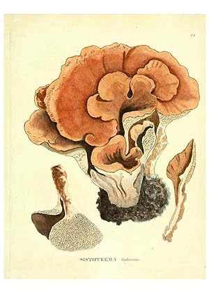 Seller image for Reproduccin/Reproduction 6284112244: Icones pictae specierum rariorum fungorum in synopsi methodica descriptarum Paris,Amand Koenig,1803-1808 for sale by EL BOLETIN