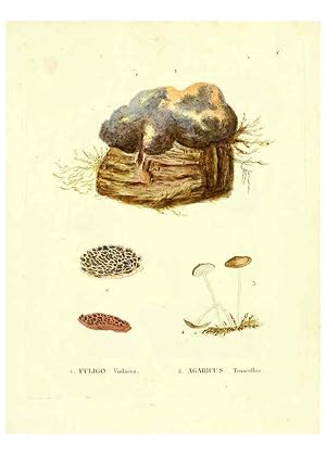 Seller image for Reproduccin/Reproduction 6284111214: Icones pictae specierum rariorum fungorum in synopsi methodica descriptarum Paris,Amand Koenig,1803-1808 for sale by EL BOLETIN