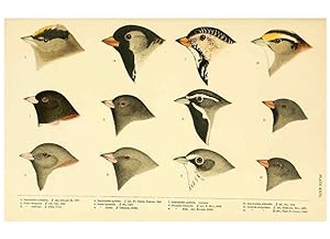 Seller image for Reproduccin/Reproduction 6286245113: A history of North American birds Boston :Little, Brown,1905 for sale by EL BOLETIN