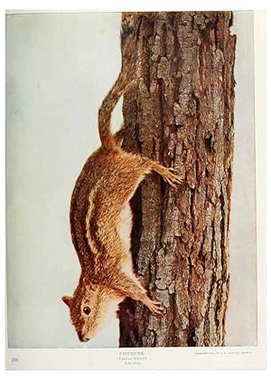 Seller image for Reproduccin/Reproduction 6276944342: Nature neighbors. v.5. Chicago,American Audobon association[c1914] for sale by EL BOLETIN