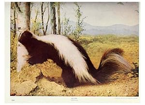 Seller image for Reproduccin/Reproduction 6276427725: Nature neighbors. v.5. Chicago,American Audobon association[c1914] for sale by EL BOLETIN