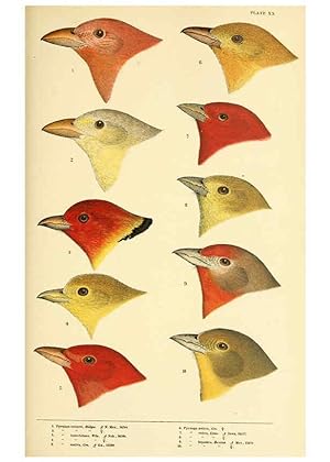 Seller image for Reproduccin/Reproduction 6286763196: A history of North American birds Boston :Little, Brown,1905 for sale by EL BOLETIN