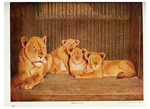 Seller image for Reproduccin/Reproduction 6276953606: Nature neighbors. v.5. Chicago,American Audobon association[c1914] for sale by EL BOLETIN