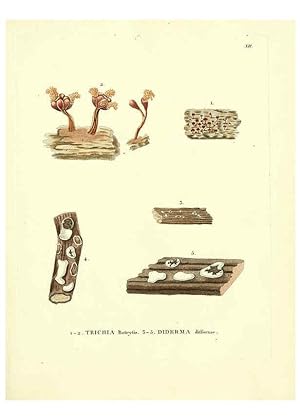 Seller image for Reproduccin/Reproduction 6283595177: Icones pictae specierum rariorum fungorum in synopsi methodica descriptarum Paris,Amand Koenig,1803-1808 for sale by EL BOLETIN