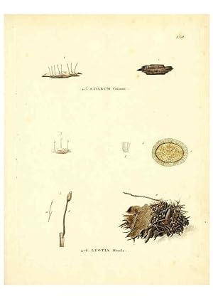 Seller image for Reproduccin/Reproduction 6284117262: Icones pictae specierum rariorum fungorum in synopsi methodica descriptarum Paris,Amand Koenig,1803-1808 for sale by EL BOLETIN