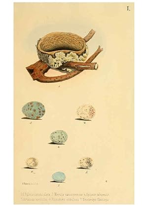 Image du vendeur pour Reproduccin/Reproduction 6298630997: Beitrag zur fauna Centralpolynesiens. Ornithologie der Viti-, Samoa- und Tonga-inseln Halle,H. W. Schmidt,1867 mis en vente par EL BOLETIN