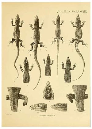 Seller image for Reproduccin/Reproduction 6289408060: A contribution to our knowledge of the varieties of the wall-lizard (Lacerta muralis) in Western Europe and North Africa London,Zoological Society,1905 for sale by EL BOLETIN