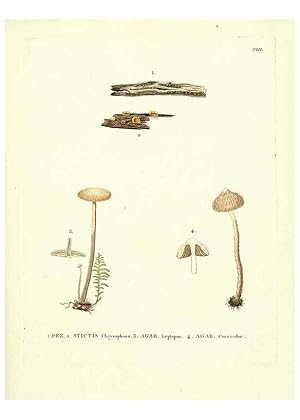 Seller image for Reproduccin/Reproduction 6283594181: Icones pictae specierum rariorum fungorum in synopsi methodica descriptarum Paris,Amand Koenig,1803-1808 for sale by EL BOLETIN