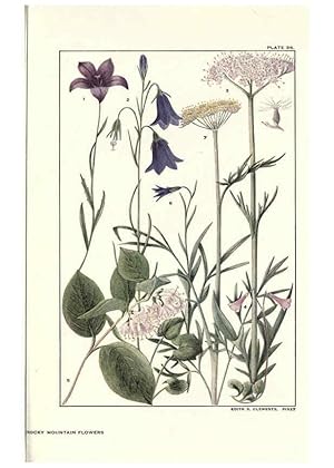 Imagen del vendedor de Reproduccin/Reproduction 6279689873: Rocky mountain flowers New York city,the H.W. Wilson company,1914 a la venta por EL BOLETIN