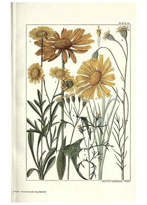 Imagen del vendedor de Reproduccin/Reproduction 6280210380: Rocky mountain flowers New York city,the H.W. Wilson company,1914 a la venta por EL BOLETIN