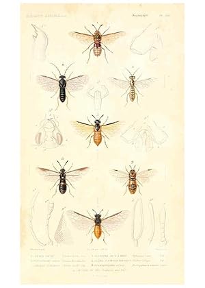 Immagine del venditore per Reproduccin/Reproduction 6299066268: Le rgne animal distribu daprs son organisation. v.6-7. pt.2. Atlas Paris :Fortin, Masson et cie,[1836-49] venduto da EL BOLETIN