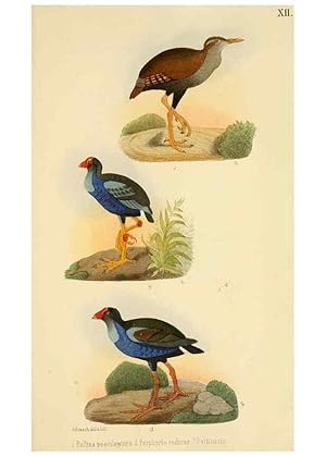 Seller image for Reproduccin/Reproduction 6298635399: Beitrag zur fauna Centralpolynesiens. Ornithologie der Viti-, Samoa- und Tonga-inseln Halle,H. W. Schmidt,1867 for sale by EL BOLETIN