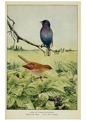 Imagen del vendedor de Reproduccin/Reproduction 6298879914: Knowing birds through stories New York: Funk & Wagnalls company[c1922] a la venta por EL BOLETIN