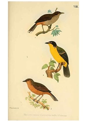 Imagen del vendedor de Reproduccin/Reproduction 6298633889: Beitrag zur fauna Centralpolynesiens. Ornithologie der Viti-, Samoa- und Tonga-inseln Halle,H. W. Schmidt,1867 a la venta por EL BOLETIN