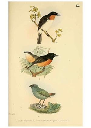 Imagen del vendedor de Reproduccin/Reproduction 6298634315: Beitrag zur fauna Centralpolynesiens. Ornithologie der Viti-, Samoa- und Tonga-inseln Halle,H. W. Schmidt,1867 a la venta por EL BOLETIN