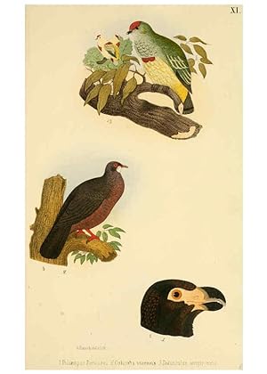Immagine del venditore per Reproduccin/Reproduction 6299167306: Beitrag zur fauna Centralpolynesiens. Ornithologie der Viti-, Samoa- und Tonga-inseln Halle,H. W. Schmidt,1867 venduto da EL BOLETIN