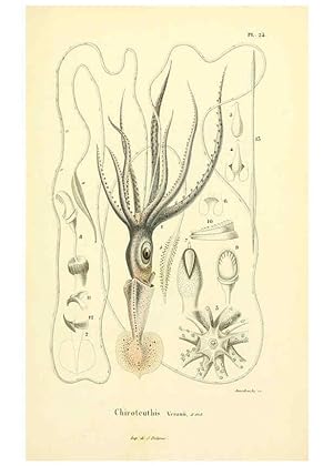 Image du vendeur pour Reproduccin/Reproduction 6289219601: Mollusques vivants et fossiles. Atlas. Paris :Gide et Cie., diteurs,1845 mis en vente par EL BOLETIN