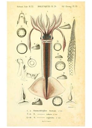 Seller image for Reproduccin/Reproduction 6289220837: Mollusques vivants et fossiles. Atlas. Paris :Gide et Cie., diteurs,1845 for sale by EL BOLETIN