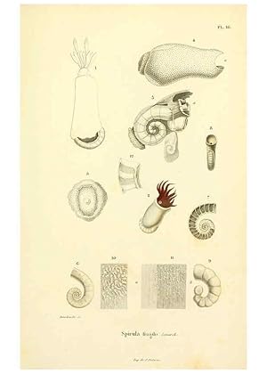 Image du vendeur pour Reproduccin/Reproduction 6289736306: Mollusques vivants et fossiles. Atlas. Paris :Gide et Cie., diteurs,1845 mis en vente par EL BOLETIN