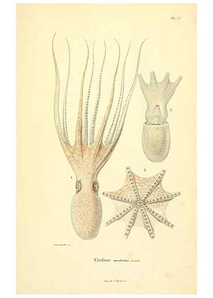 Seller image for Reproduccin/Reproduction 6289733580: Mollusques vivants et fossiles. Atlas. Paris :Gide et Cie., diteurs,1845 for sale by EL BOLETIN