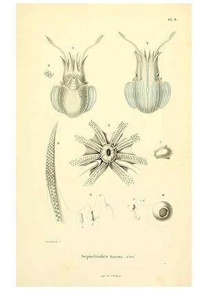 Image du vendeur pour Reproduccin/Reproduction 6289214537: Mollusques vivants et fossiles. Atlas. Paris :Gide et Cie., diteurs,1845 mis en vente par EL BOLETIN