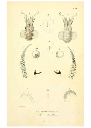 Image du vendeur pour Reproduccin/Reproduction 6289735038: Mollusques vivants et fossiles. Atlas. Paris :Gide et Cie., diteurs,1845 mis en vente par EL BOLETIN